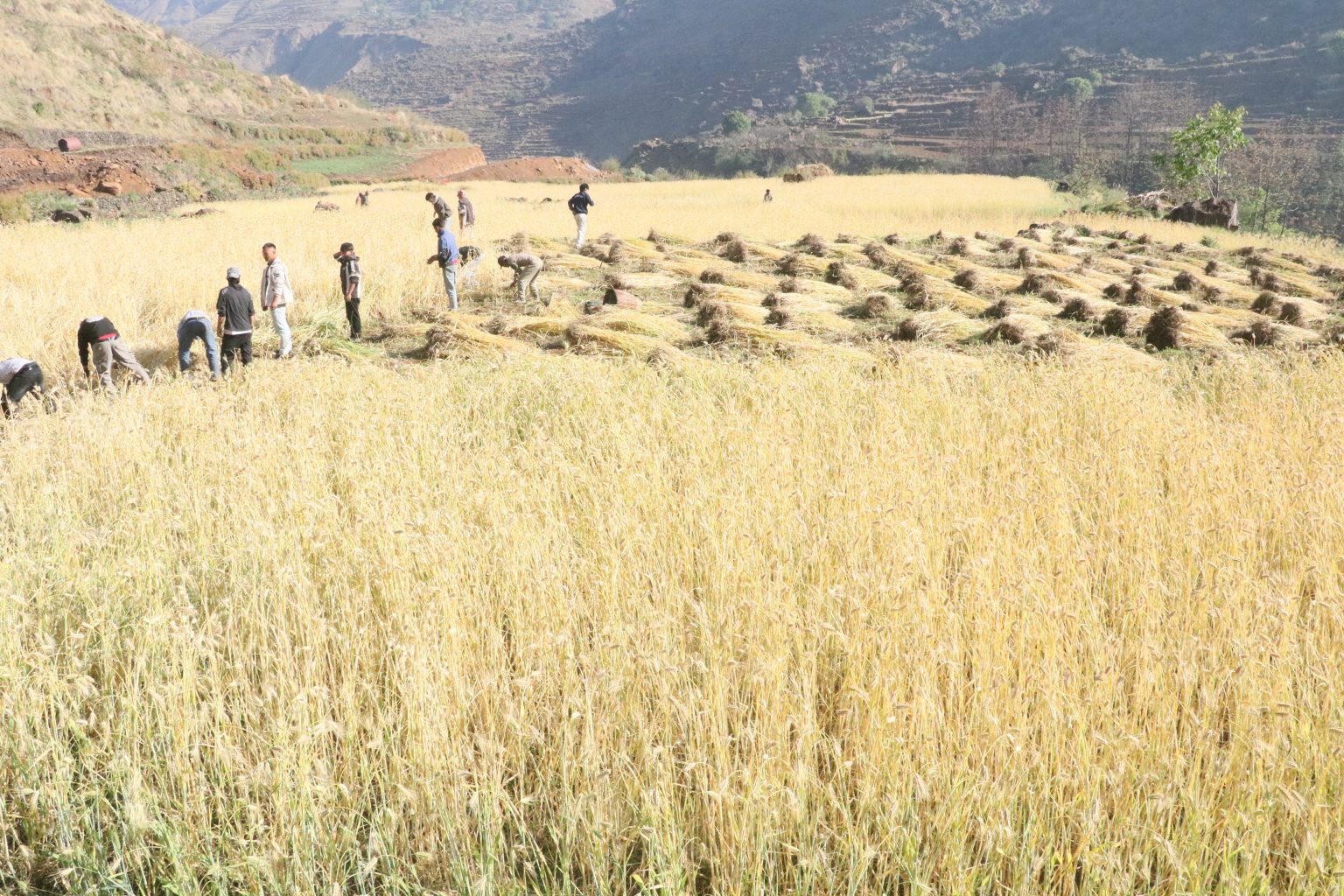 खडेरीको चिन्ता हट्दै, यस वर्ष हिउँदे खेती सफल