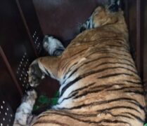 चितवन राष्ट्रिय निकुञ्जमा एक वर्षमा ६ पाटेबाघ मृत फेला